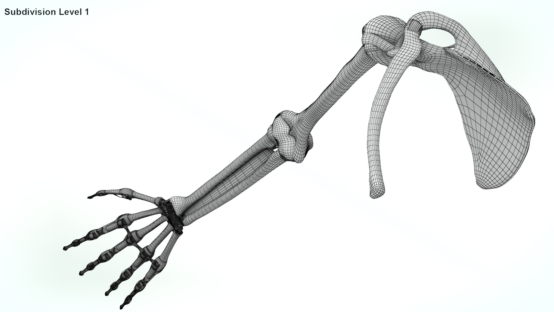 upper limb skeleton 3D model https://p.turbosquid.com/ts-thumb/Tf/hIM9sK/Mx/wire0010/jpg/1621767199/1920x1080/fit_q87/ab08218a2929039d459669388101052cd348b829/wire0010.jpg