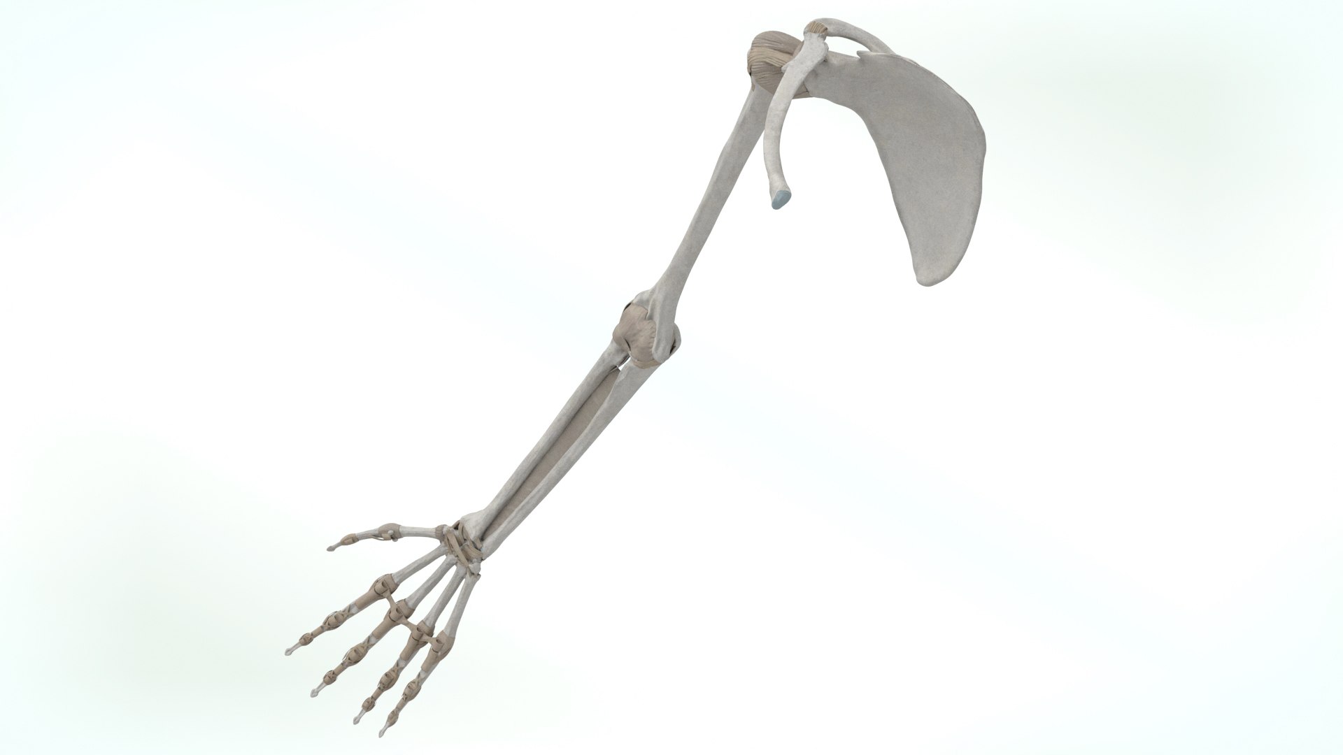 upper limb skeleton 3D model https://p.turbosquid.com/ts-thumb/Tf/hIM9sK/Pk/upperlimb2/jpg/1621753110/1920x1080/fit_q87/dbebe65e35a9ddfcc9f24888e0137ee5169e56b2/upperlimb2.jpg
