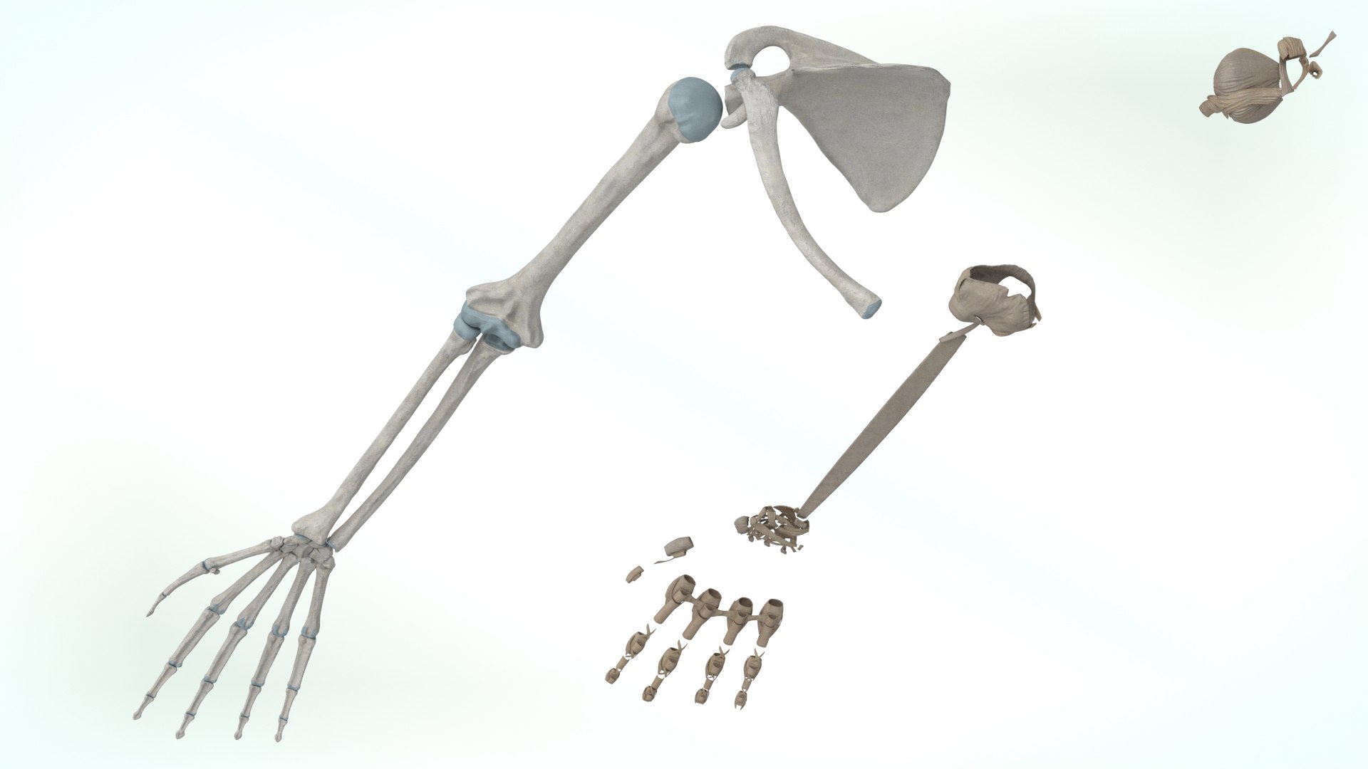 upper limb skeleton 3D model https://p.turbosquid.com/ts-thumb/Tf/hIM9sK/Tc/upperlimb9/jpg/1621753112/1920x1080/fit_q87/bd4d2b9254d8e81af11487c0ff138654248b62dc/upperlimb9.jpg
