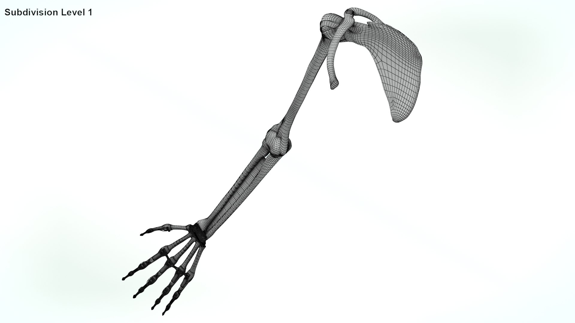 upper limb skeleton 3D model https://p.turbosquid.com/ts-thumb/Tf/hIM9sK/VH/wire0001/jpg/1621767160/1920x1080/fit_q87/9ca6afb31588ae72f2dbcdf71a6d8d0637a3de6c/wire0001.jpg