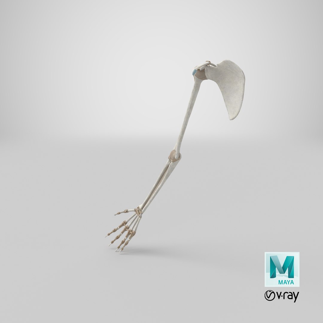 upper limb skeleton 3D model https://p.turbosquid.com/ts-thumb/Tf/hIM9sK/bU/stemcell_maya_vray_render/png/1622888934/1920x1080/fit_q87/82d05699aec759786b34d0e96ef2f4914db695c7/stemcell_maya_vray_render.jpg
