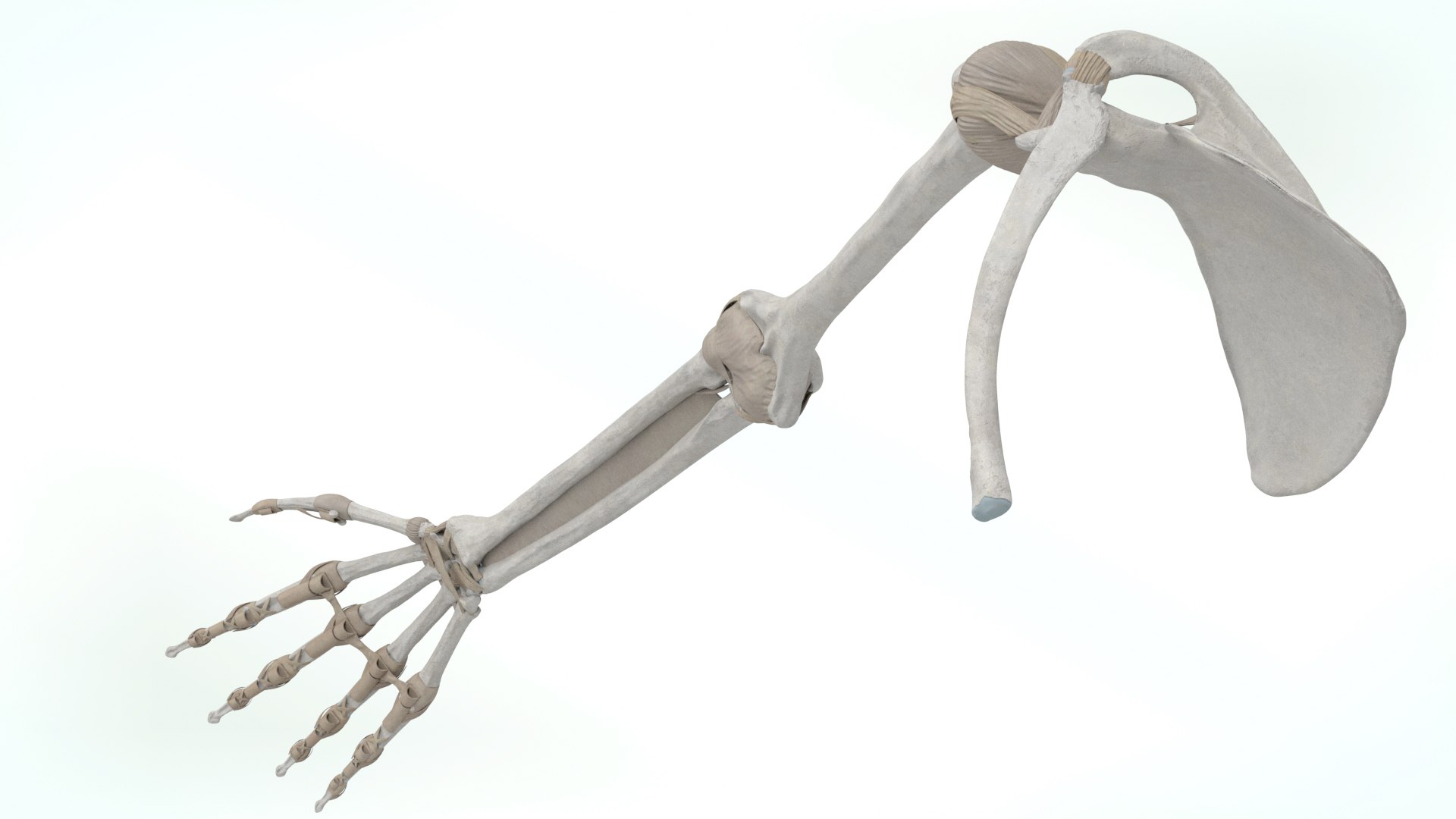 upper limb skeleton 3D model https://p.turbosquid.com/ts-thumb/Tf/hIM9sK/k6/upperlimb1/jpg/1621753112/1920x1080/fit_q87/6efdd05c7d6eae288df5df1c74c28364b12d46c5/upperlimb1.jpg