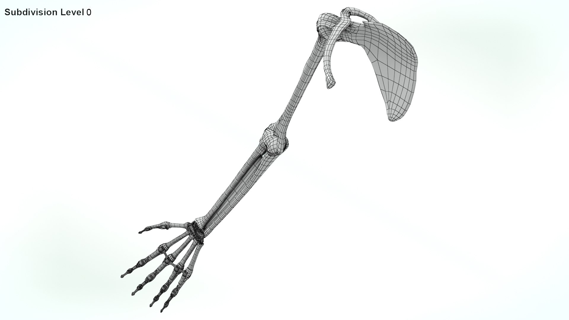 upper limb skeleton 3D model https://p.turbosquid.com/ts-thumb/Tf/hIM9sK/nu/wire0001copy/jpg/1621767158/1920x1080/fit_q87/416f82b836c3514f5e9dd39b60eee0d64d1b3b08/wire0001copy.jpg