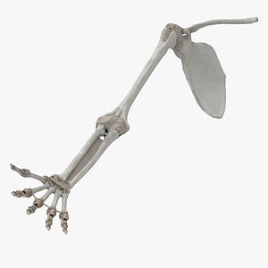 upper limb skeleton 3D model