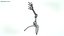 Скелет верхней конечности