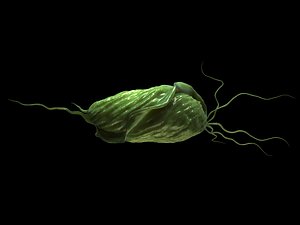 Trichomonas