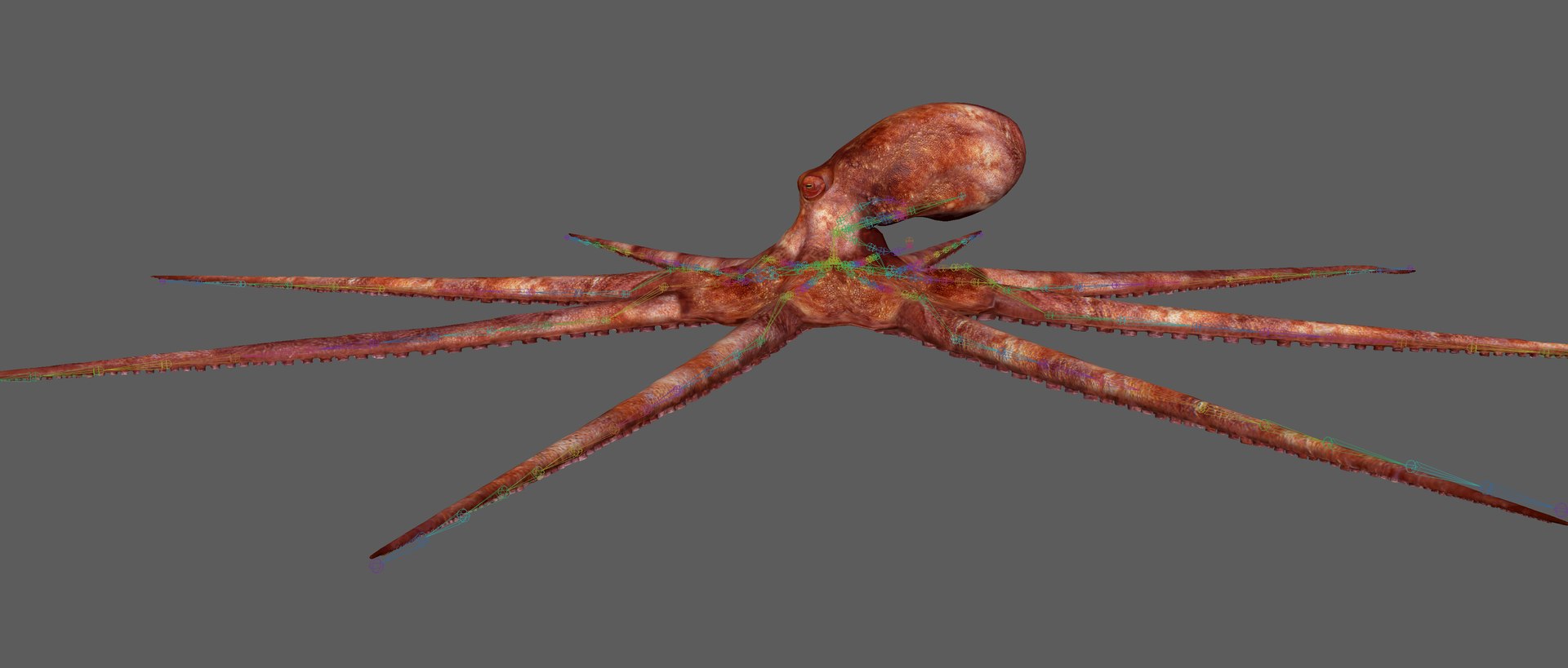 3D Octopus Rigged - TurboSquid 1881007