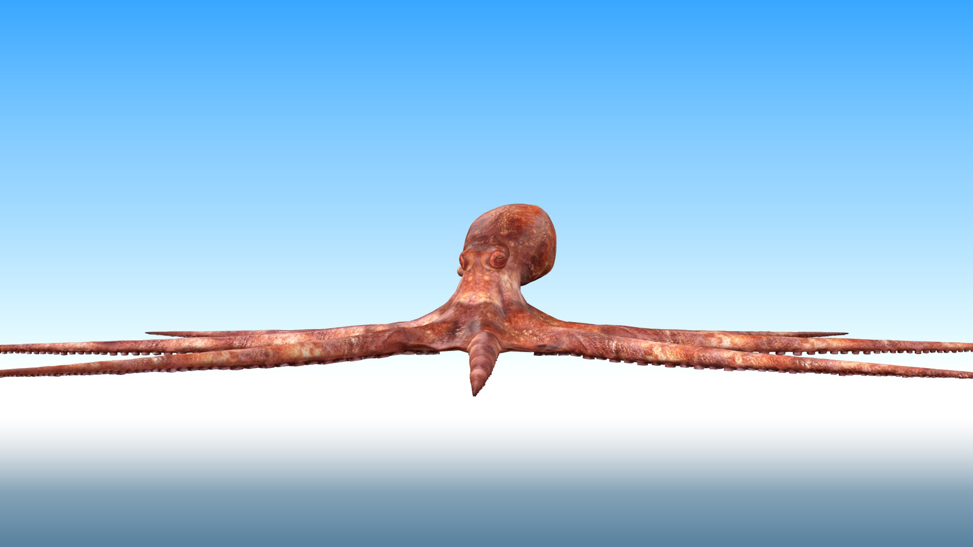 3D Octopus Rigged - TurboSquid 1881007