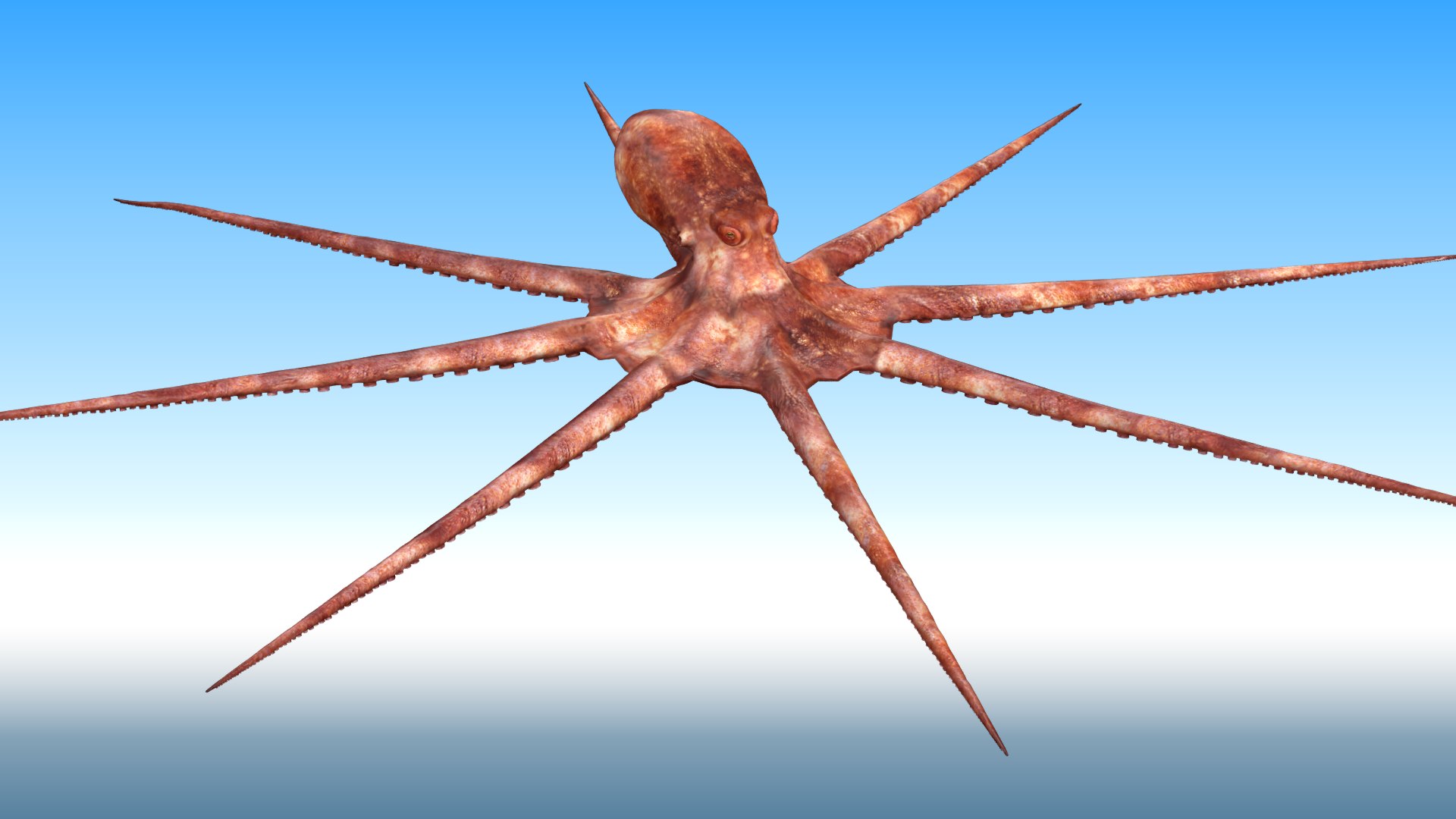 3D Octopus Rigged - TurboSquid 1881007