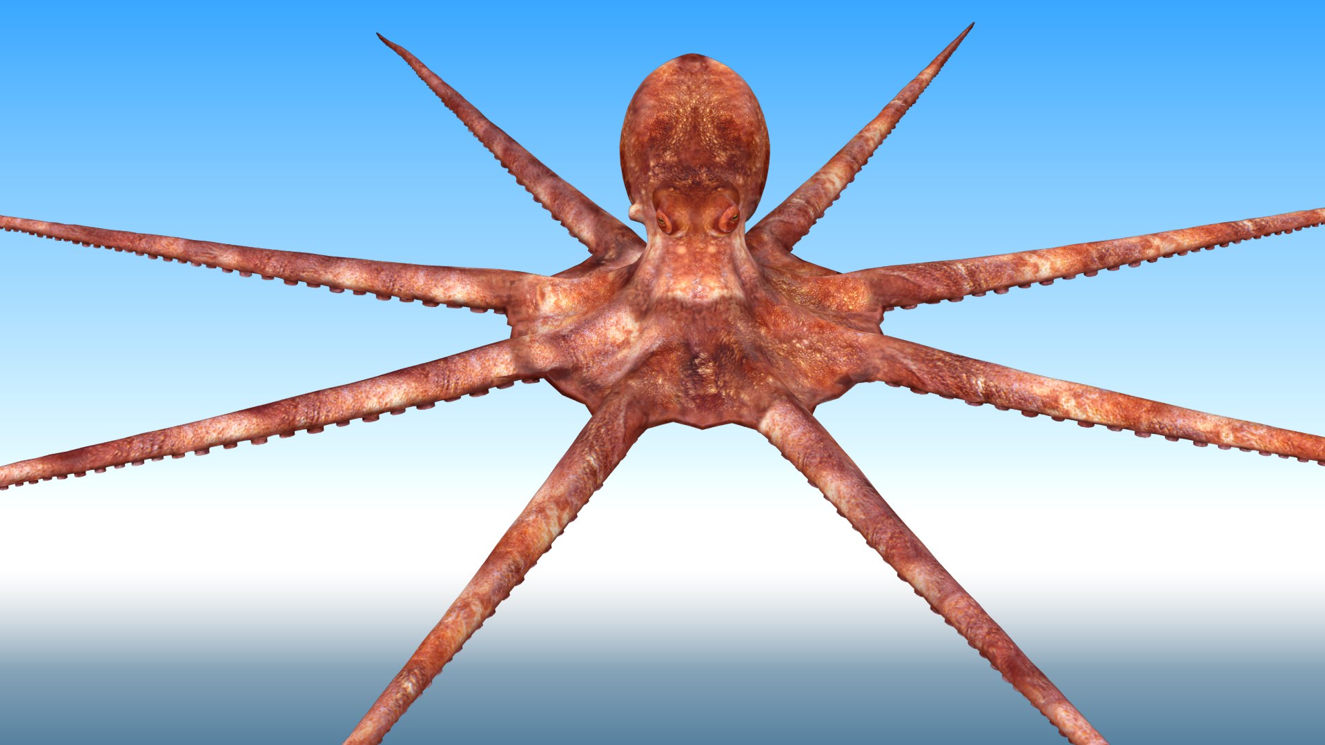 3D Octopus Rigged - TurboSquid 1881007
