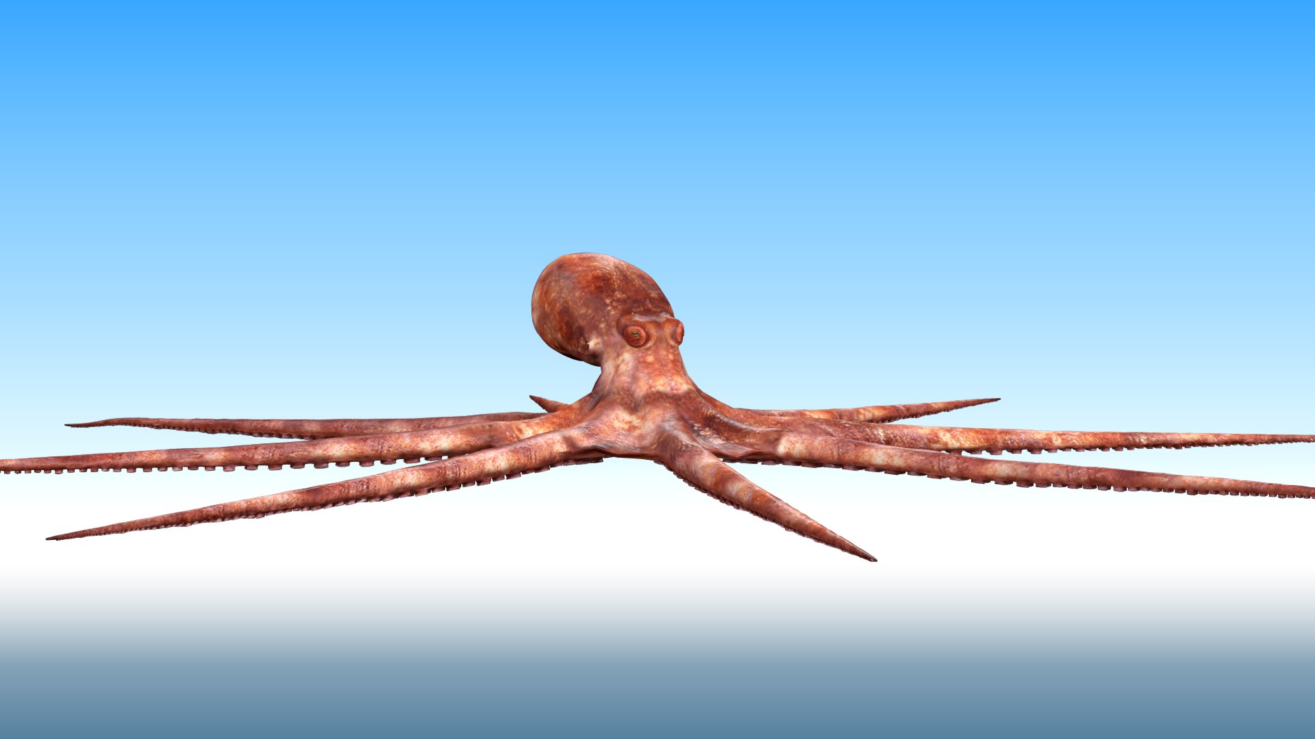 3D Octopus Rigged - TurboSquid 1881007