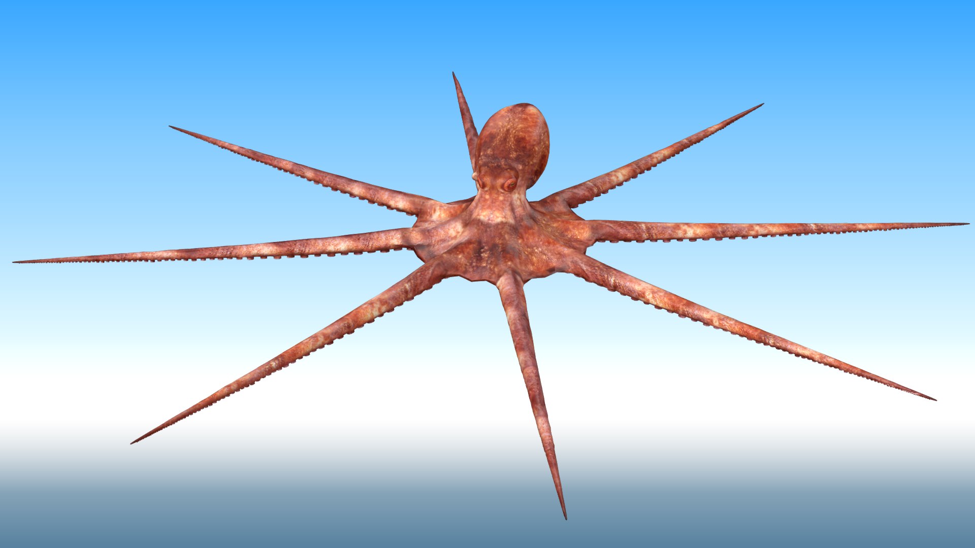 3D Octopus Rigged - TurboSquid 1881007