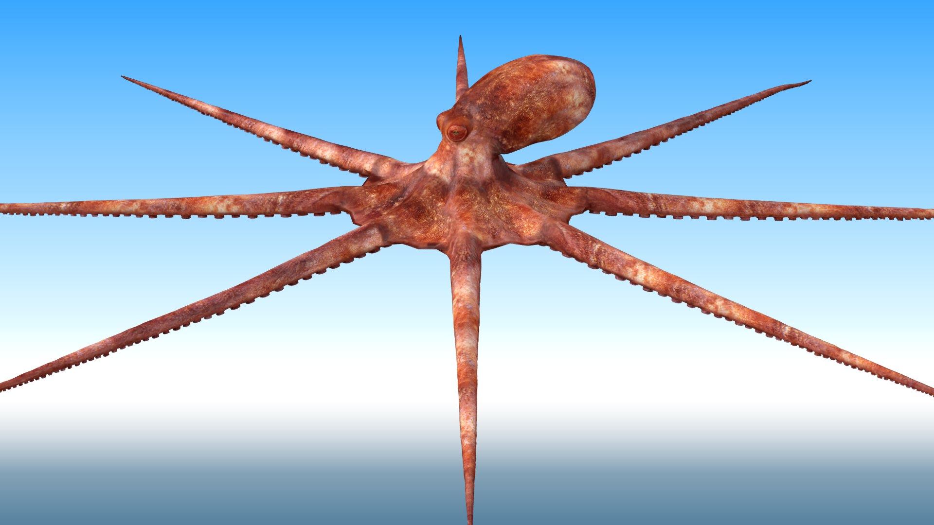 3D Octopus Rigged - TurboSquid 1881007