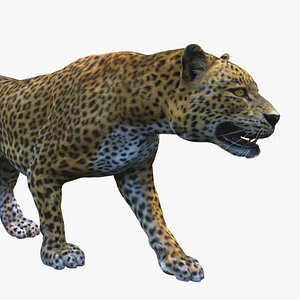 Asian Leopard 3D model