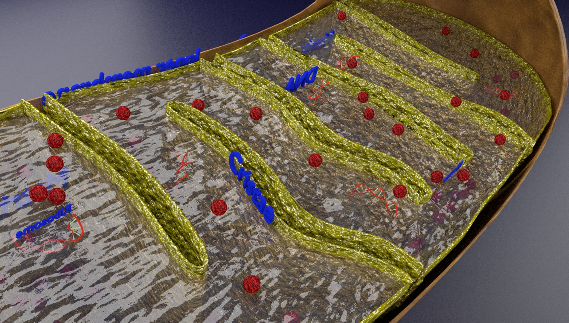 Mitochondria Labelled 3D Model - TurboSquid 1417524
