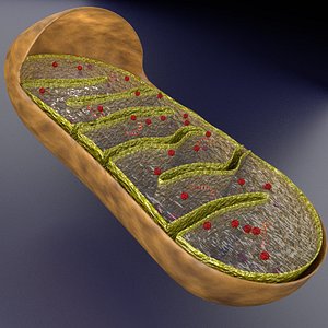 Mitochondria Microscopy detailed labelled