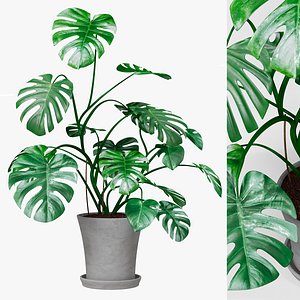 3D model Monstera decorative indoor plant