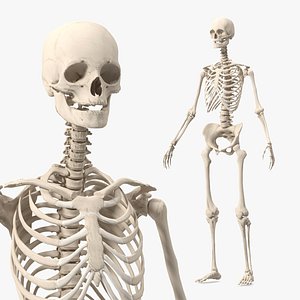 Female Anatomical Skeleton