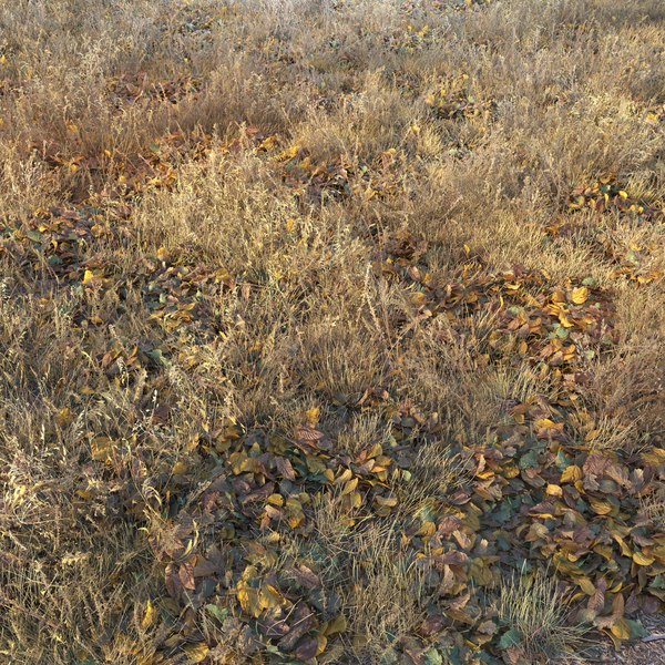 Grass dry lawn 3D model - TurboSquid 1709621