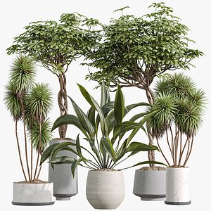 AV Indoor Plants Set 294 Schefflera Umbrella Yucca Gigantea Bellini Peace Lily Domino