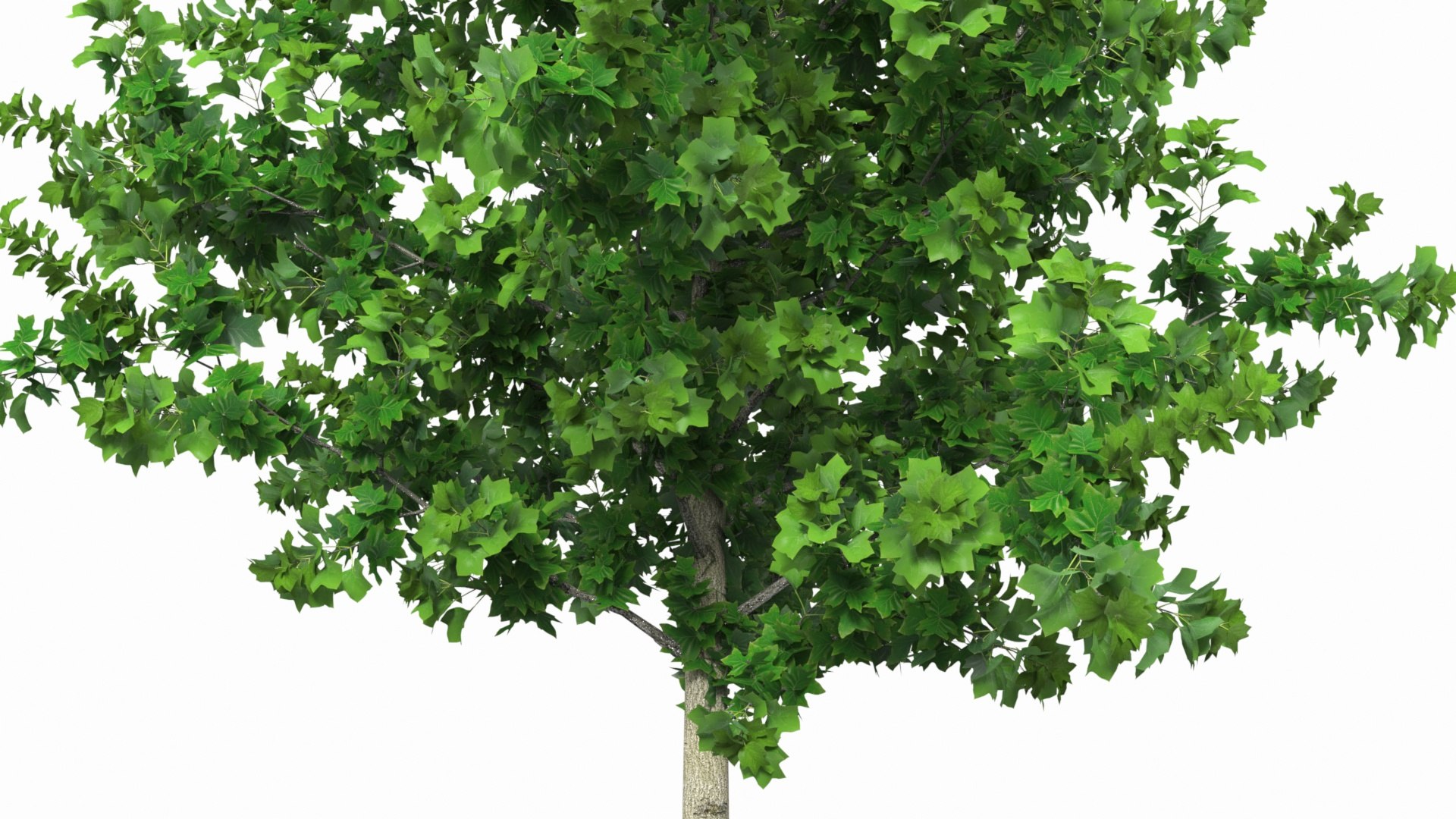 3D Poplar Tree With Roots - TurboSquid 2325165