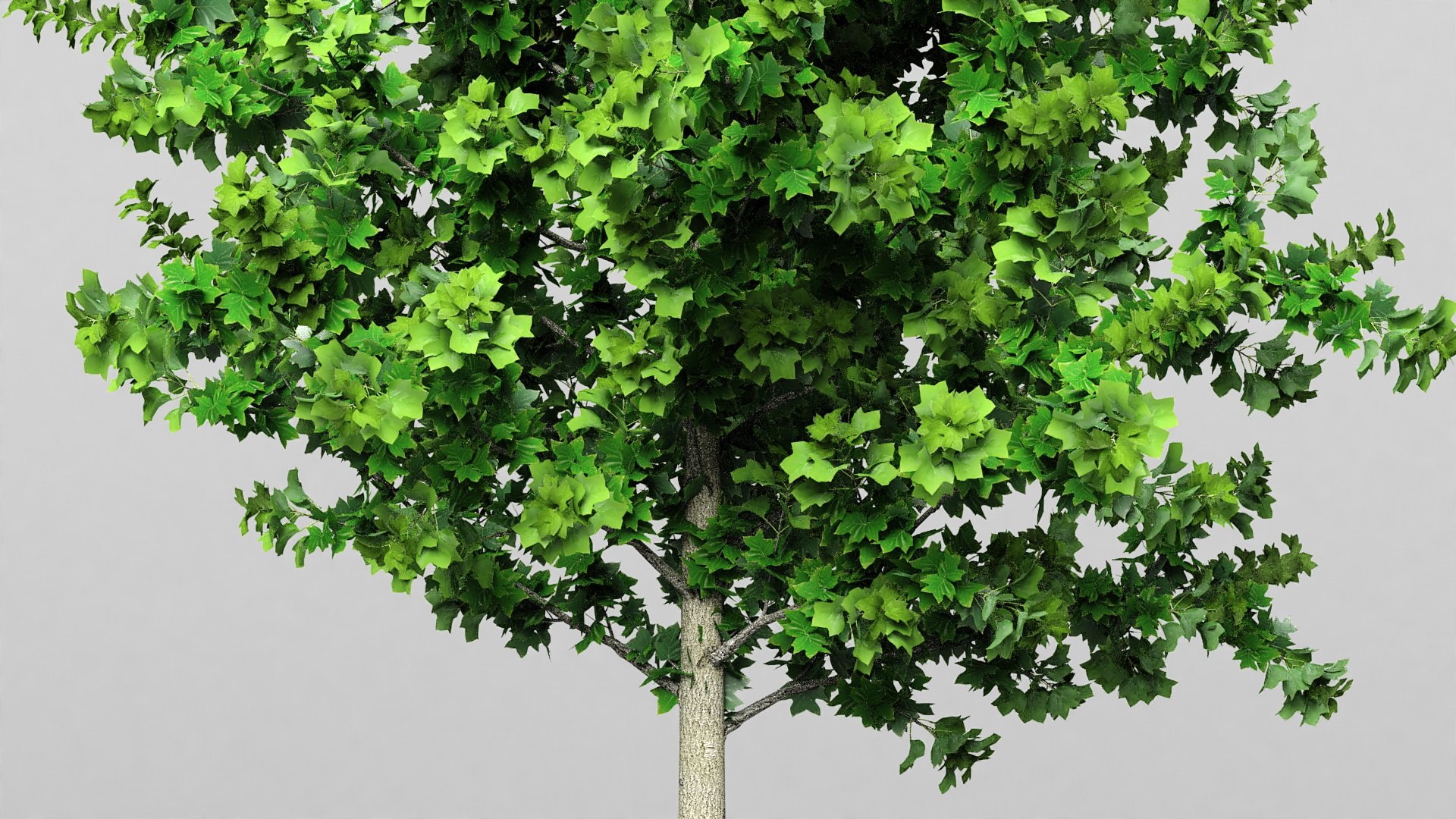 3D Poplar Tree With Roots - TurboSquid 2325165