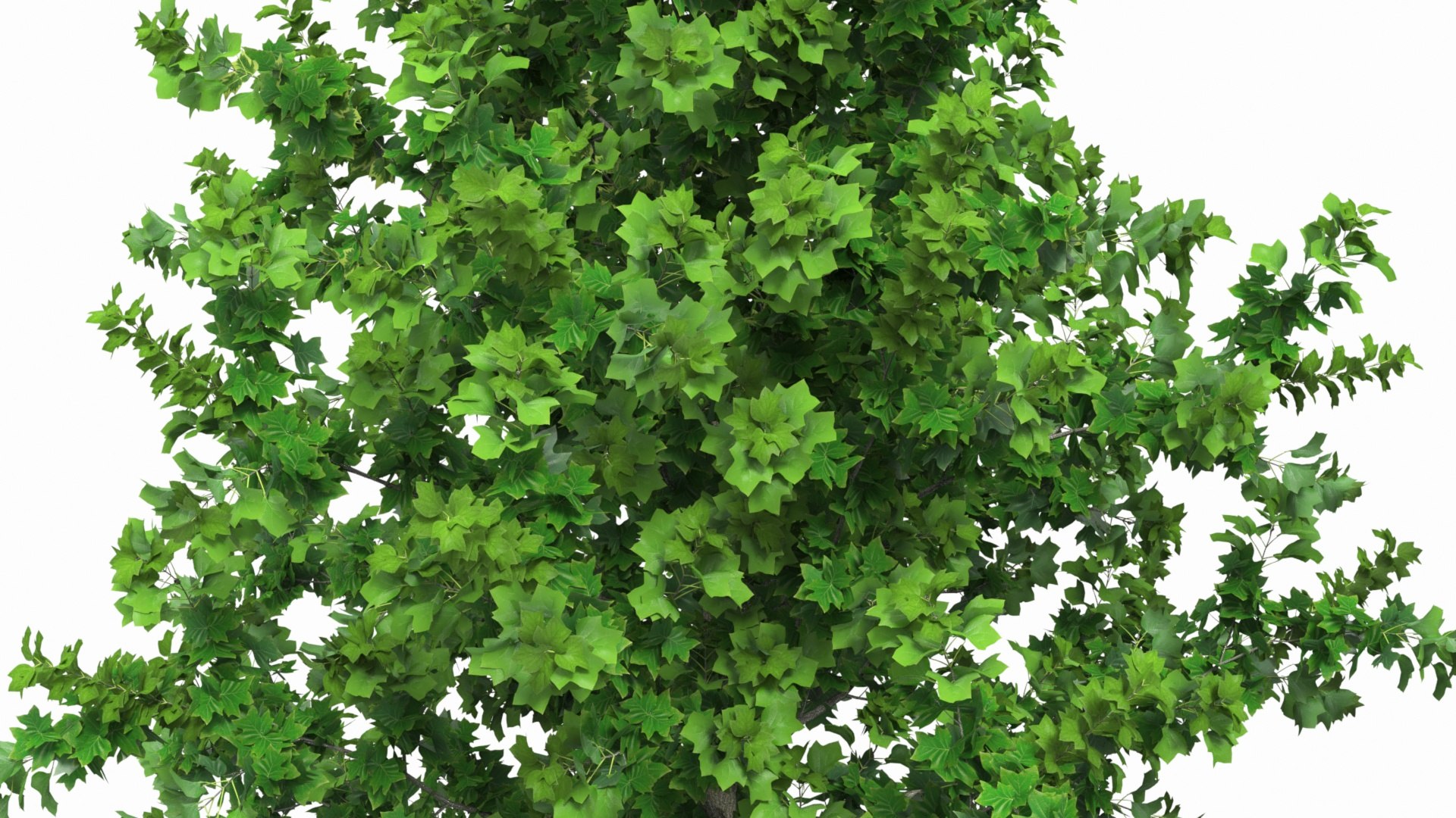3D Poplar Tree With Roots - TurboSquid 2325165
