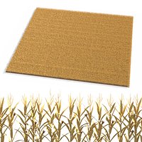 Flat Corn Plantation Field Dry