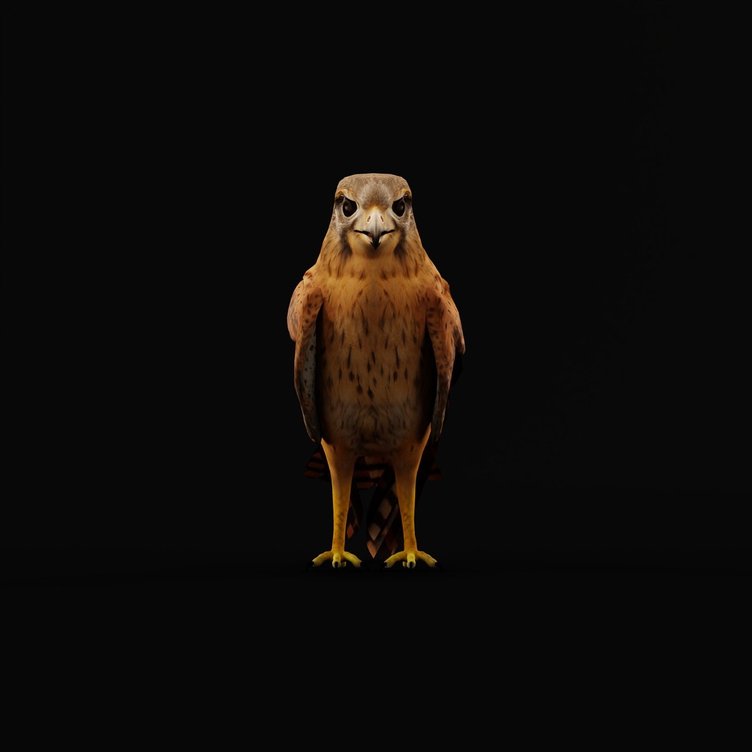 Eurasian Kestrel Falcon Bird 3D model https://p.turbosquid.com/ts-thumb/Tg/nHQdJk/4a/eurasiankestrelarmature_0000/jpg/1762762459/1920x1080/fit_q87/695548560ff3fd69a8c8ed59b8796984f36d27be/eurasiankestrelarmature_0000.jpg