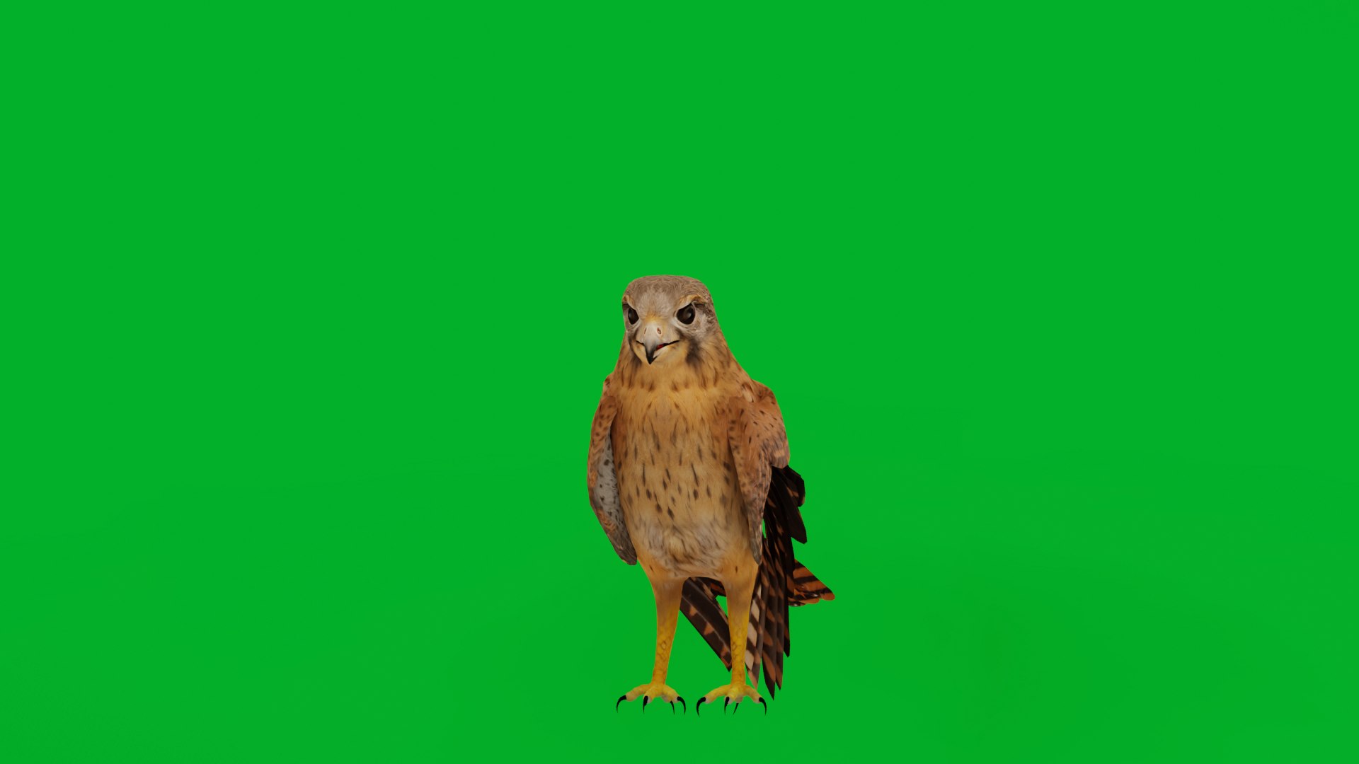 Eurasian Kestrel Falcon Bird 3D model https://p.turbosquid.com/ts-thumb/Tg/nHQdJk/9M/eurasian_kestrel_preview/png/1762762414/1920x1080/fit_q87/7696ac8def3de3048fbeed8a209cfe805704f3d8/eurasian_kestrel_preview.jpg