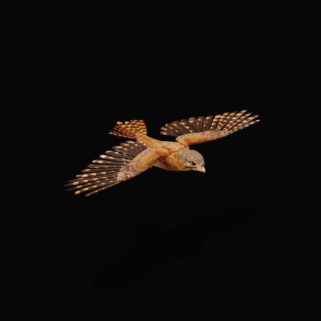 Eurasian Kestrel Falcon Bird 3D model https://p.turbosquid.com/ts-thumb/Tg/nHQdJk/B6/eurasiankestrelarmature_0004/jpg/1762762463/1920x1080/fit_q87/72d0a4ba49eeec5854b4de7d3f4907ec403d9327/eurasiankestrelarmature_0004.jpg
