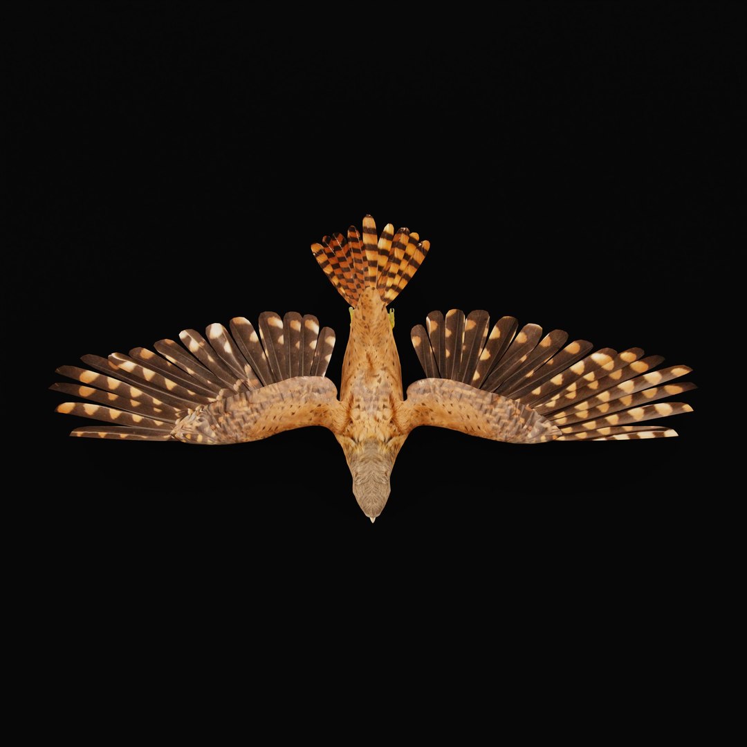 Eurasian Kestrel Falcon Bird 3D model https://p.turbosquid.com/ts-thumb/Tg/nHQdJk/CF/eurasiankestrelarmature_0006/jpg/1762762465/1920x1080/fit_q87/642fccdc1bd3f075b8c687e6c1b76bfa75eaa9f3/eurasiankestrelarmature_0006.jpg
