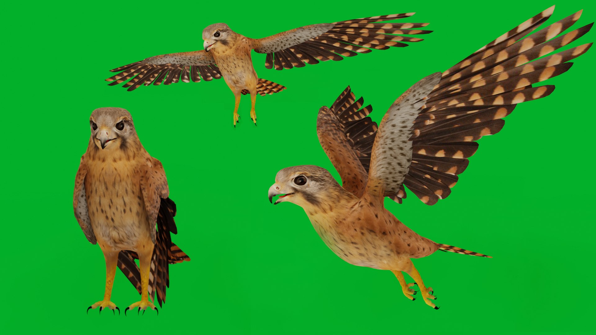 Eurasian Kestrel Falcon Bird 3D model https://p.turbosquid.com/ts-thumb/Tg/nHQdJk/Fb/eurasian_kestrel_previewa/png/1762762431/1920x1080/fit_q87/332e7788a0fa48fc853d1463717b4916aed4277c/eurasian_kestrel_previewa.jpg