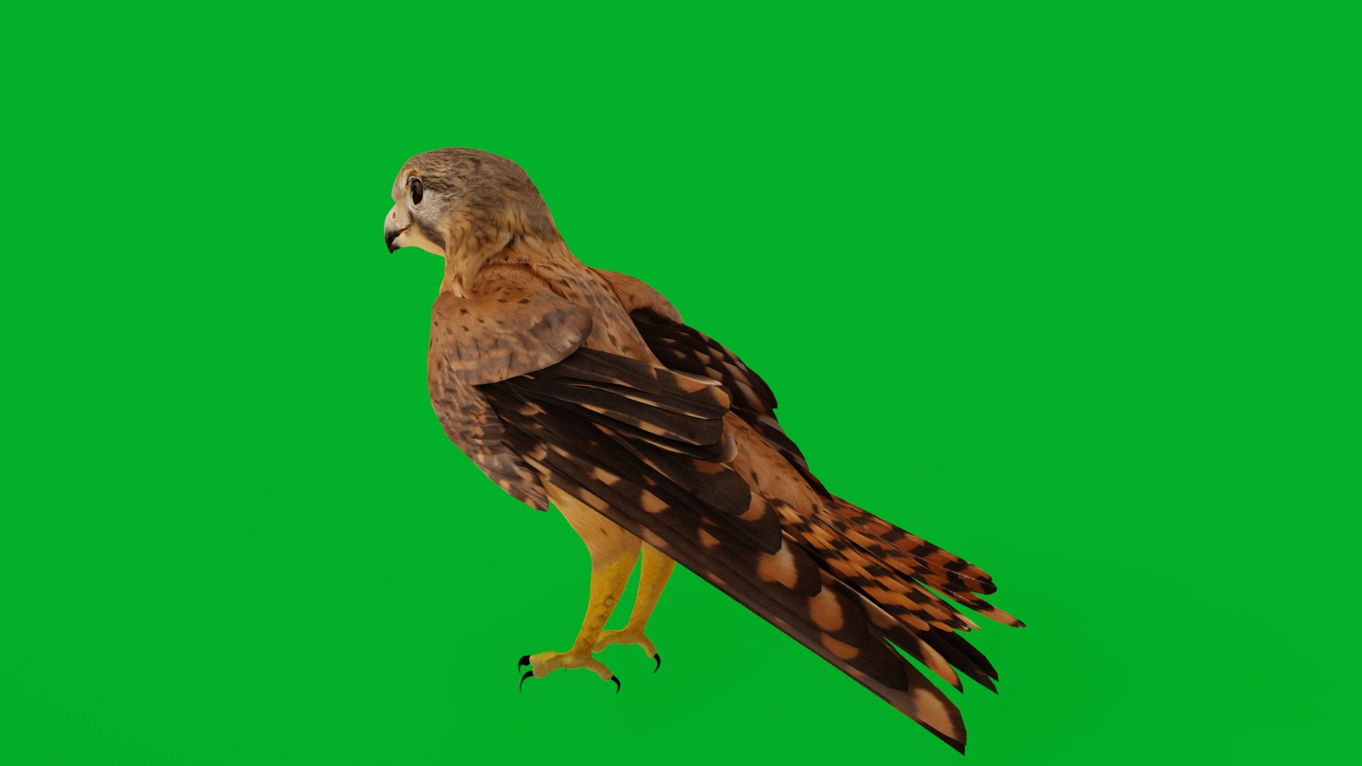 Eurasian Kestrel Falcon Bird 3D model https://p.turbosquid.com/ts-thumb/Tg/nHQdJk/MH/eurasian_kestrel_preview6/png/1762762420/1920x1080/fit_q87/a769762fe800a0903cc74eeb2f80cba87447a305/eurasian_kestrel_preview6.jpg