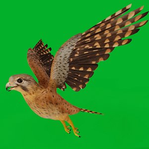 Eurasian Kestrel Falcon Bird