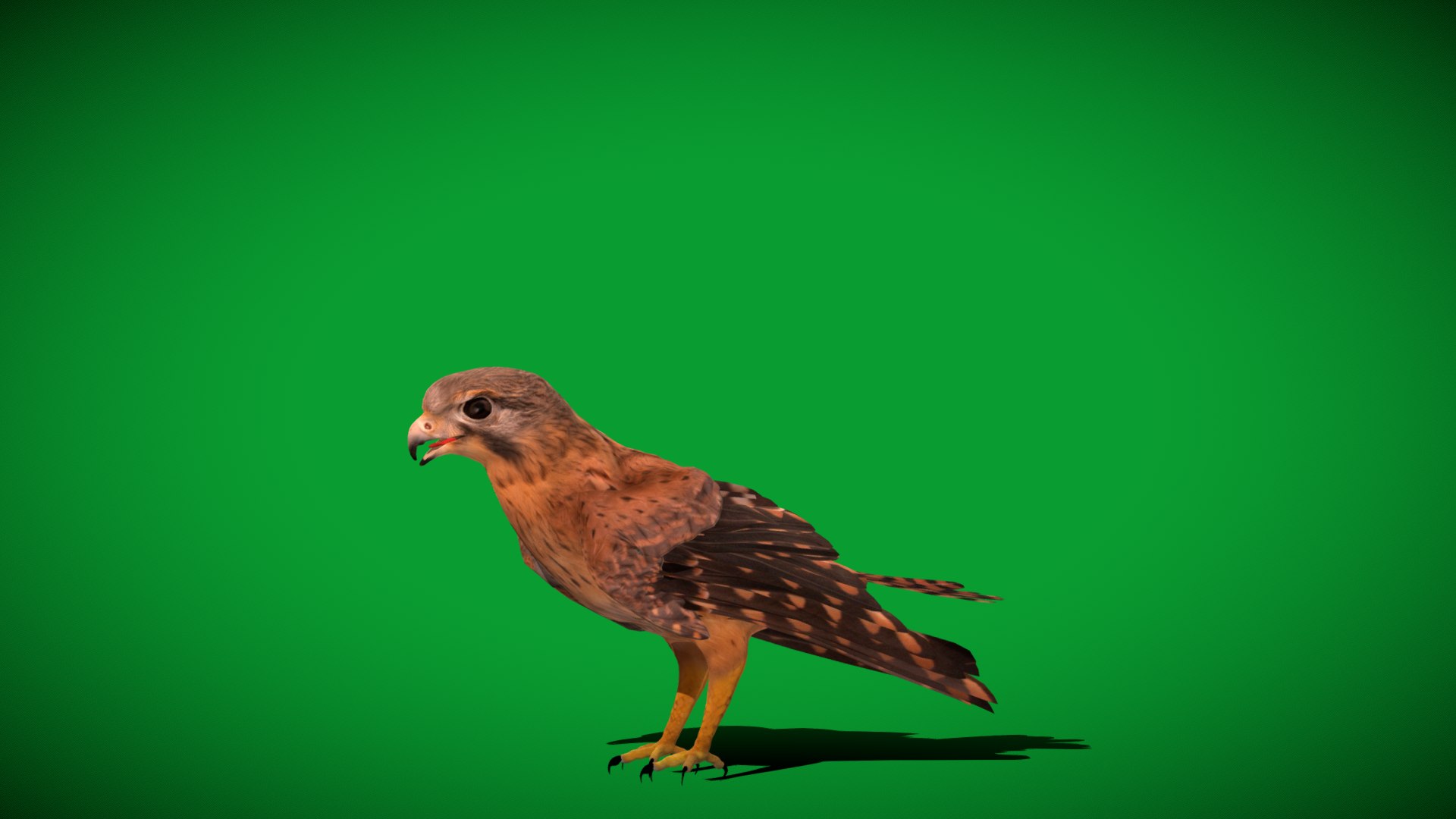 Eurasian Kestrel Falcon Bird 3D model https://p.turbosquid.com/ts-thumb/Tg/nHQdJk/Rl/european_kestrel_falcon1/png/1762762470/1920x1080/fit_q87/cf29ae2a8684a3b25b2e47f3220a7e3f9f2fc7ab/european_kestrel_falcon1.jpg