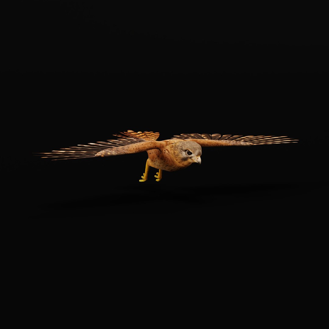 Eurasian Kestrel Falcon Bird 3D model https://p.turbosquid.com/ts-thumb/Tg/nHQdJk/Xu/eurasiankestrelarmature_0007/jpg/1762762465/1920x1080/fit_q87/99c486ea880a8dfd1d187ee975eaee29345ef999/eurasiankestrelarmature_0007.jpg