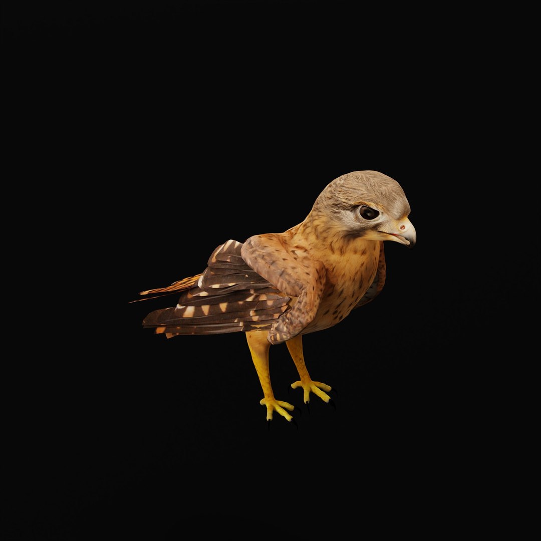 Eurasian Kestrel Falcon Bird 3D model https://p.turbosquid.com/ts-thumb/Tg/nHQdJk/Zh/eurasiankestrelarmature_0003/jpg/1762762462/1920x1080/fit_q87/458ccc86603f6870c3e193d5b40d51176ed99870/eurasiankestrelarmature_0003.jpg