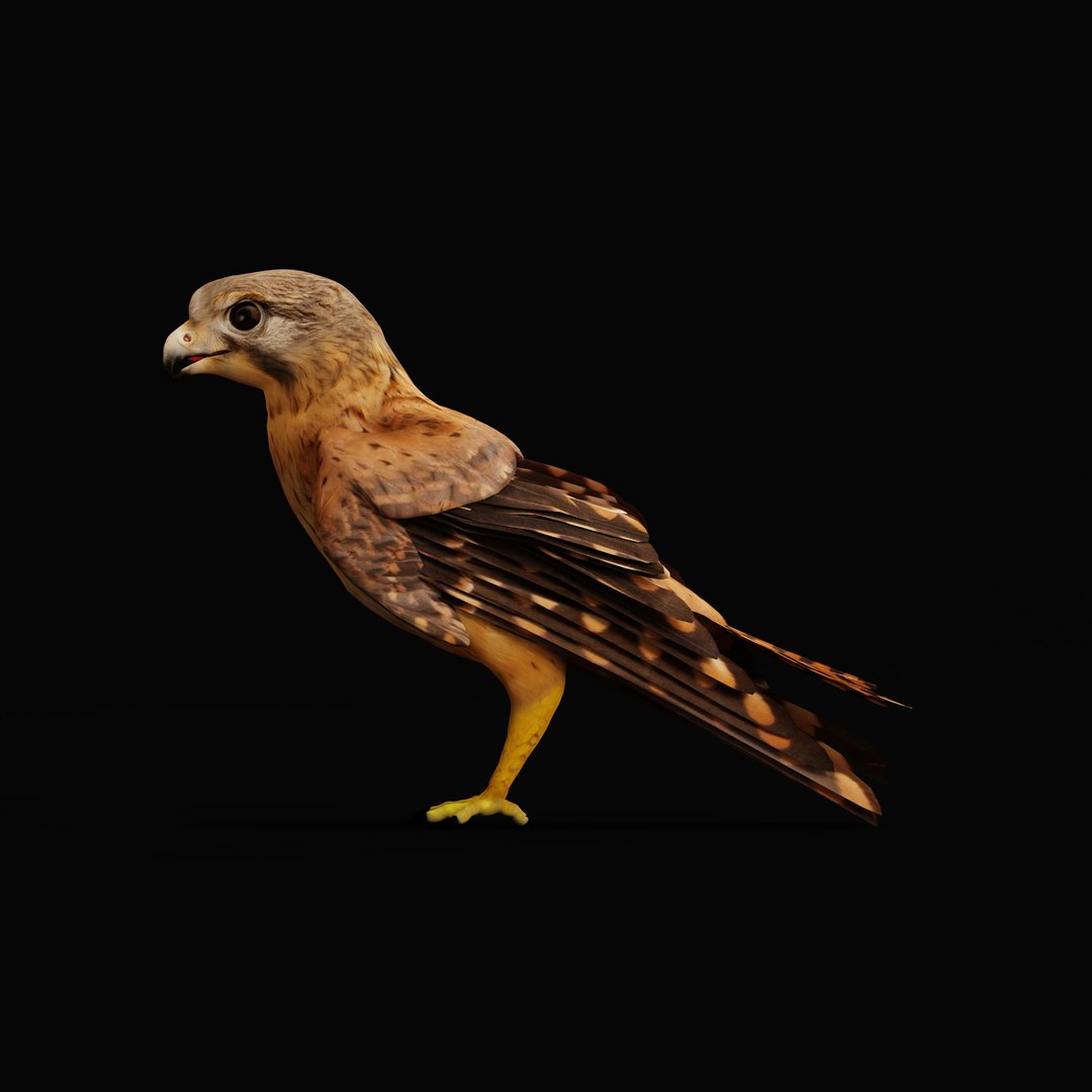 Eurasian Kestrel Falcon Bird 3D model https://p.turbosquid.com/ts-thumb/Tg/nHQdJk/d1/eurasiankestrelarmature_0001/jpg/1762762461/1920x1080/fit_q87/204370a7a79a87a282900135792a7f4ae76c9911/eurasiankestrelarmature_0001.jpg