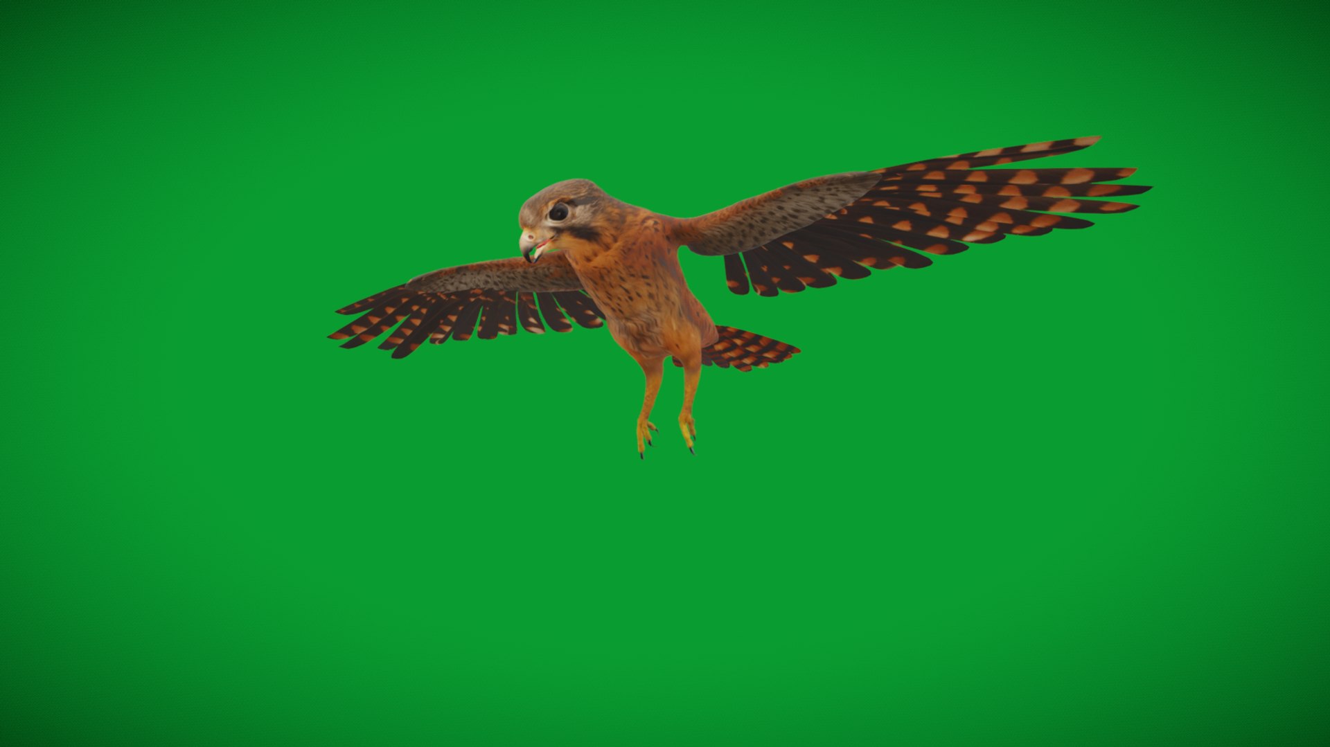 Eurasian Kestrel Falcon Bird 3D model https://p.turbosquid.com/ts-thumb/Tg/nHQdJk/i4/screenshot_20251108_025540/jpg/1762762459/1920x1080/fit_q87/edb1ea57adf375f2c4902c1c8f5f601bd618b33d/screenshot_20251108_025540.jpg