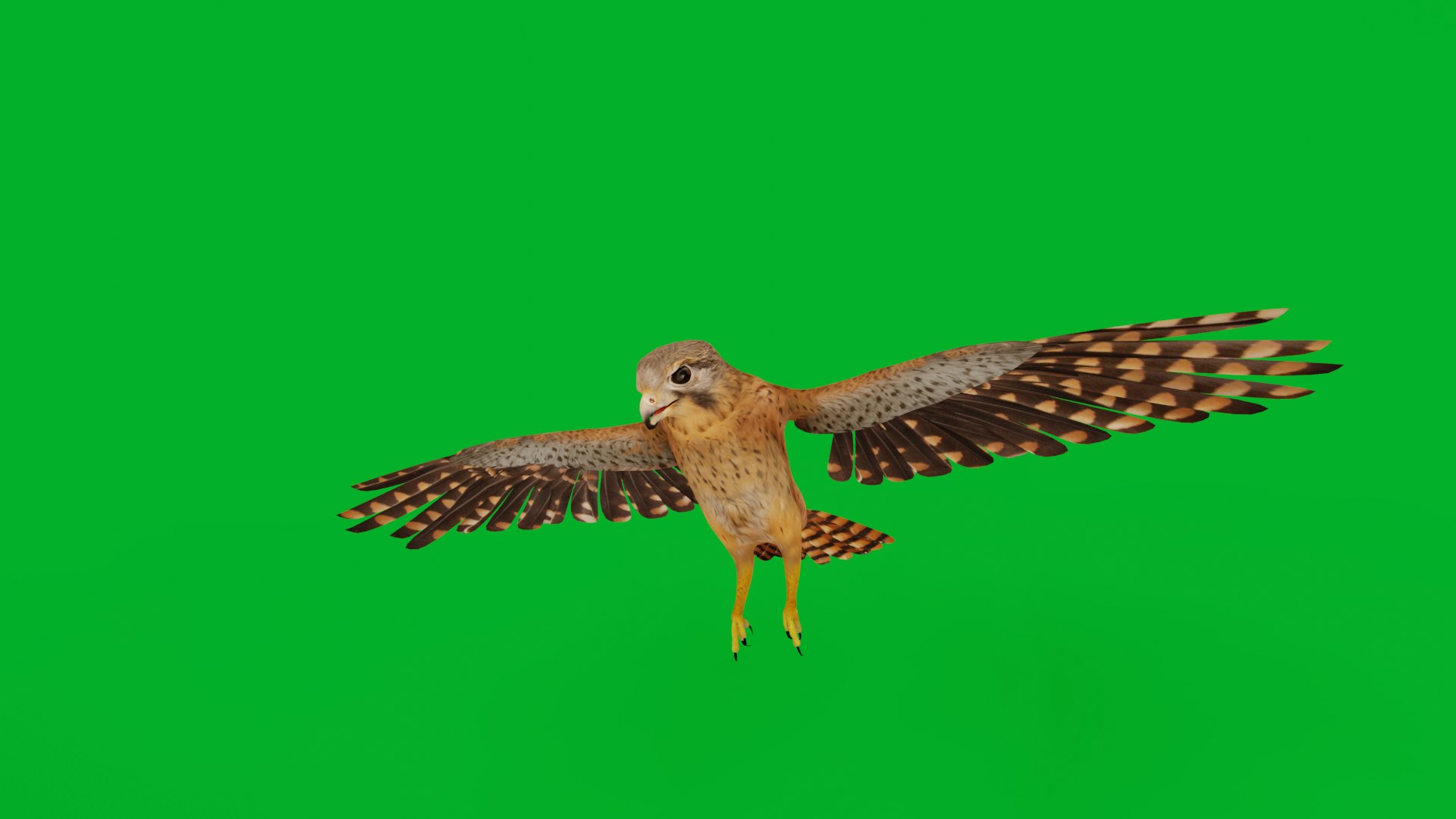 Eurasian Kestrel Falcon Bird 3D model https://p.turbosquid.com/ts-thumb/Tg/nHQdJk/mk/eurasian_kestrel_preview32/png/1762762426/1920x1080/fit_q87/6f4ddb96660e4e352464f0a9568a840dd56f8cec/eurasian_kestrel_preview32.jpg