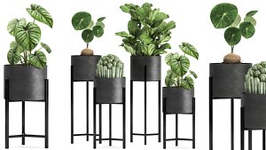 3D Houseplants in a black pot for the interior 909