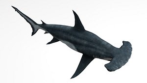 3D hammerhead shark