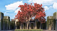 Delonix regia 5