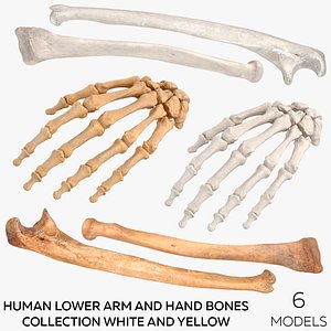 3d Bone Models Turbosquid