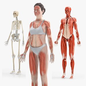Female Musculoskeletal system 3D model