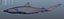 шелковистая акула Carcharhinus falciformis