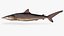 шелковистая акула Carcharhinus falciformis