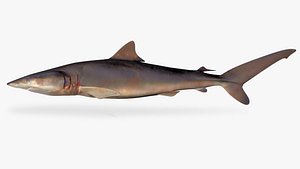 silky shark Carcharhinus falciformis