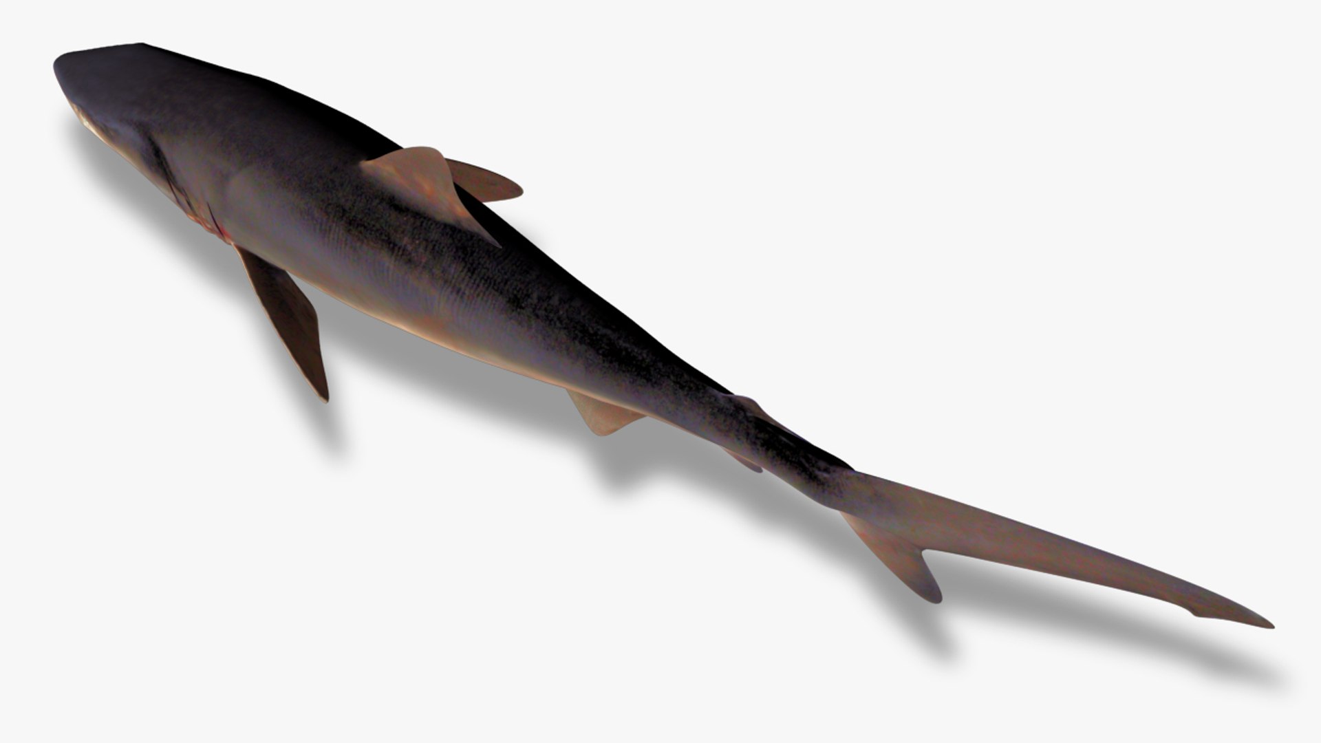 3D silky shark carcharhinus falciformis model https://p.turbosquid.com/ts-thumb/Th/FkoRKS/VtgWXLER/4/jpg/1565951573/1920x1080/fit_q87/dee4734fe3d4ce8bfb2fcff9ce23ca1eb642ddf7/4.jpg